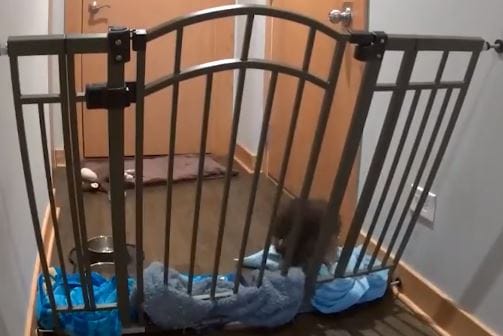 Ez a kiskutya mindent megtett, hogy kiszabaduljon az elkerített területről (videó)