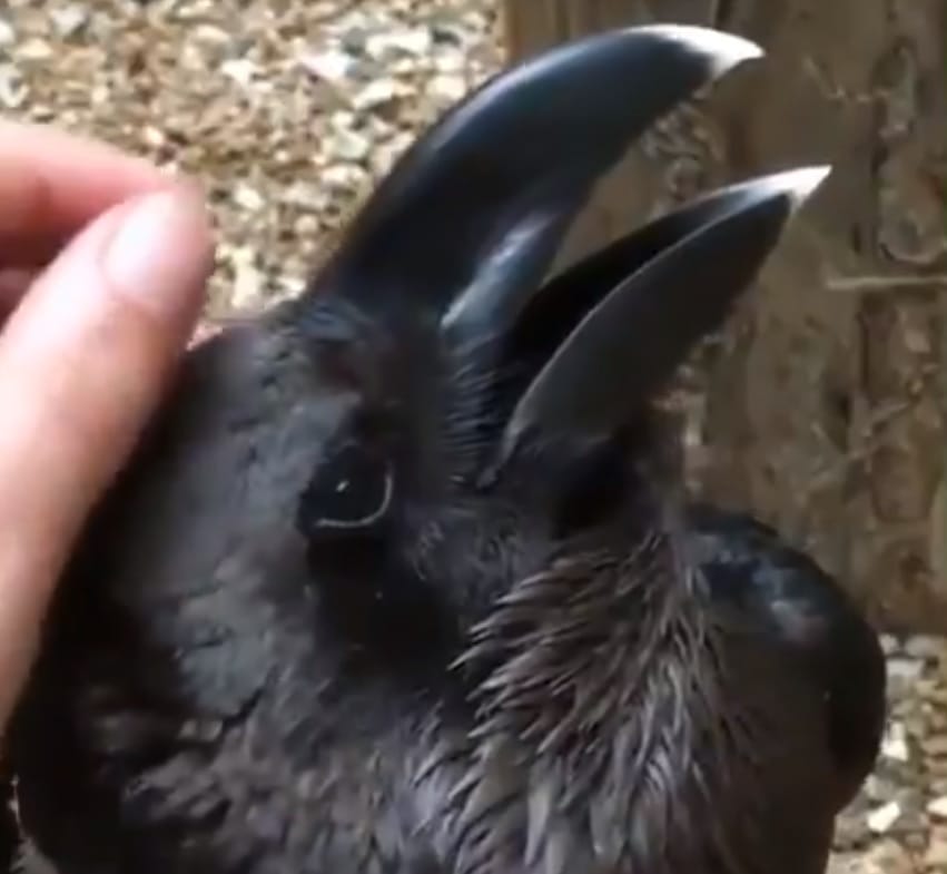 Ez most akkor nyúl vagy holló? Egy videó miatt vitáznak most a netezők