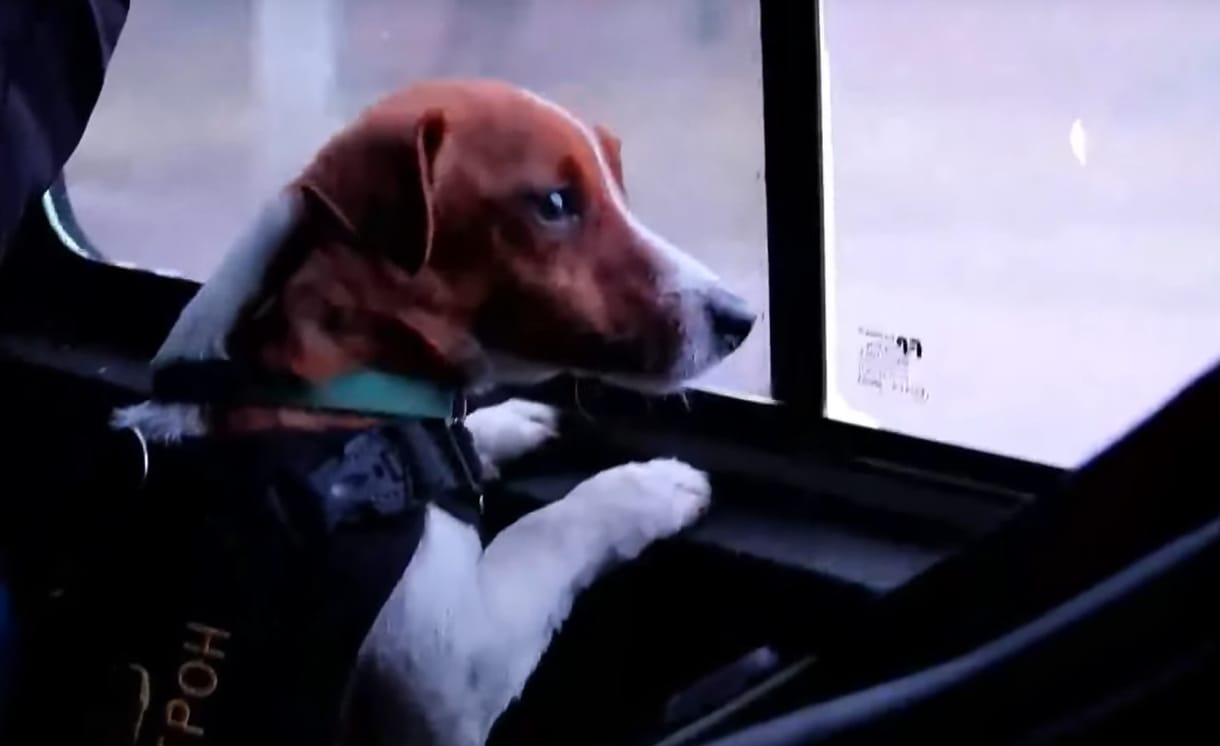 Egy kétéves jack russell az ukrán hadsereg új sztárja, segít felszámolni az orosz aknákat