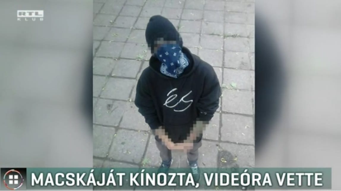 Nyomoznak a pécsi kismacskakínzó ellen