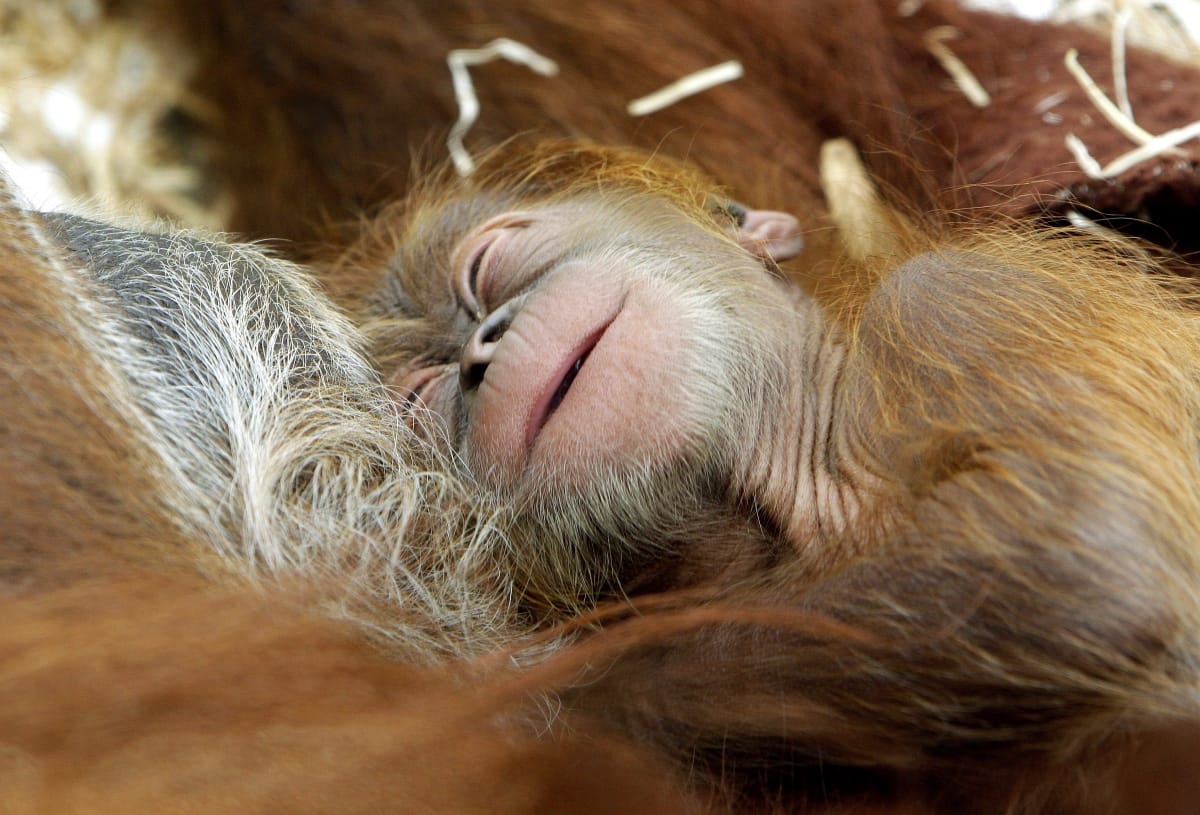 Fotók: orangutánkölyök született Németországban