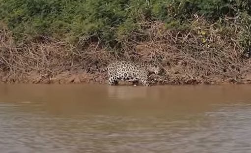 Ritka videó: így vadássza le a krokodilt a jaguár
