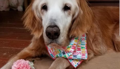 Hihetetlen kort ért meg a világ legidősebb golden retrievere