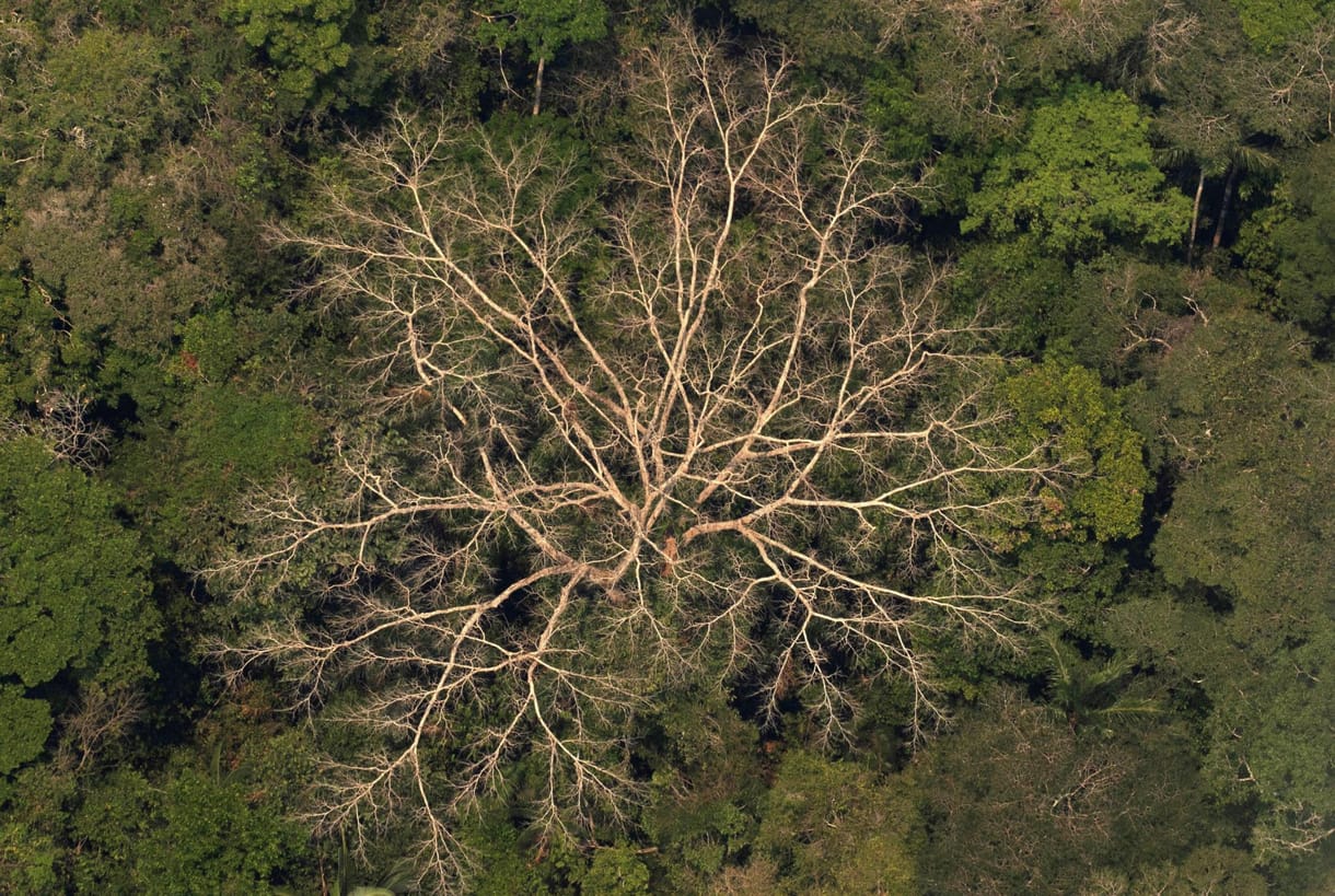 Ősi települések nyomaira bukkantak az Amazonas vidékén, a kutatók elképesztő leletekről beszélnek