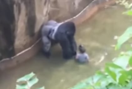 Megemelik a gorillák kerítését a cincinnati állatkertben Harambe tragédiája után