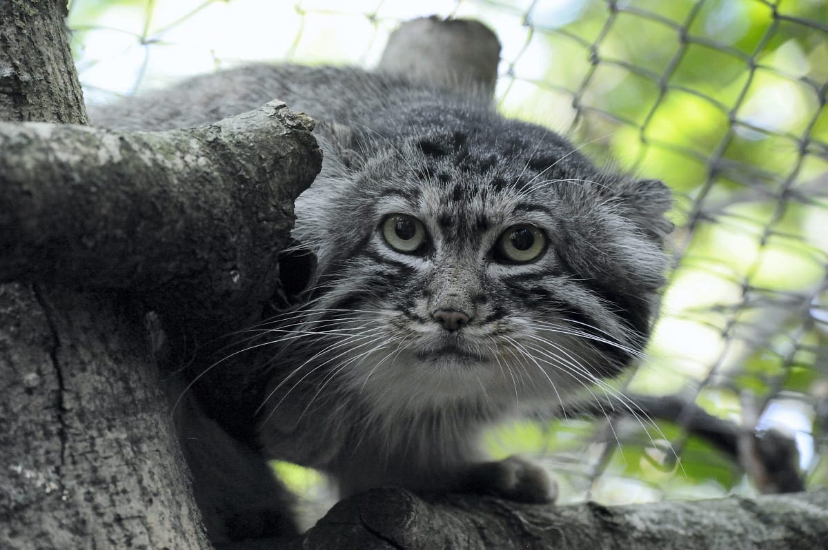 Manul érkezett a Szegedi Vadasparkba - fotók
