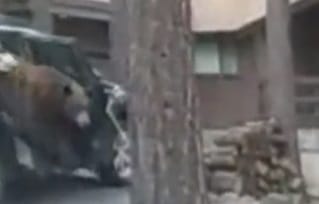 A nevadai rendőrök megmutatták, hogyan kell kitessékelni egy medvét az autóból
