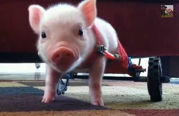 Felcseperedett a kerekesszékes kismalac - videó