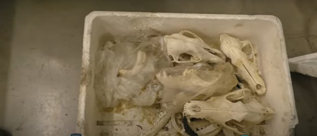 Évek óta lövöldöztek a védett farkasokra a TEK-akcióban elfogott vadászok