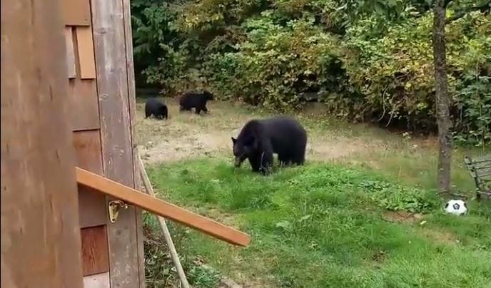 Ilyen higgadtan még ember nem tessékelt ki medvéket az udvarából – videó