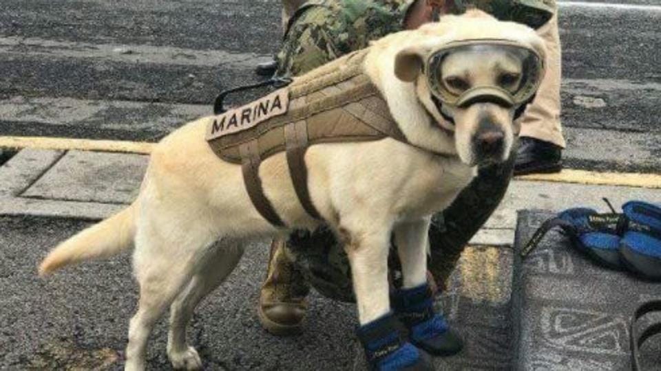 Ő Frida, a labrador, a mexikói földrengés hőse