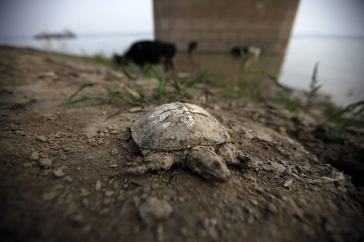 A gyík a teknős rokona, nem a krokodil