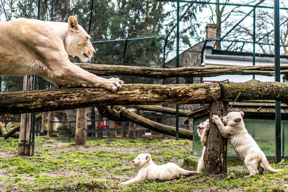 Kategóriájában ismét Európa legjobb állatkertje lett a Nyíregyházi Állatpark