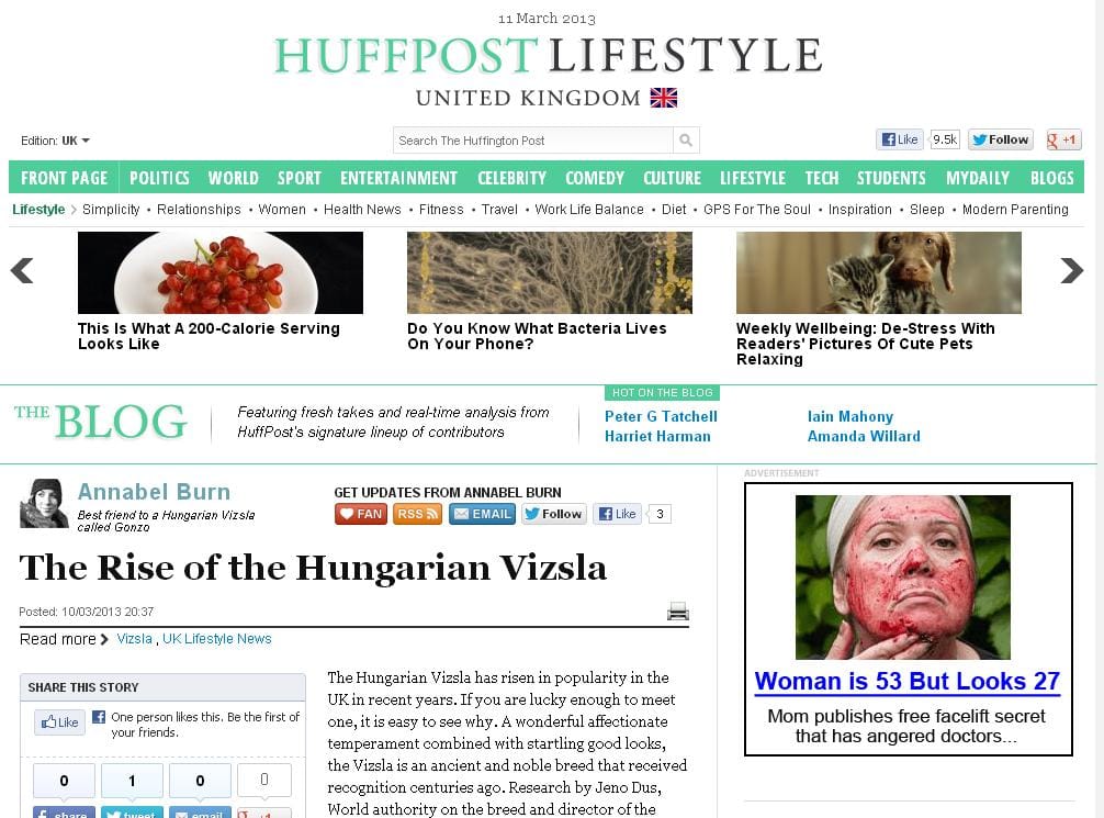 Imádják a britek a magyar vizslát