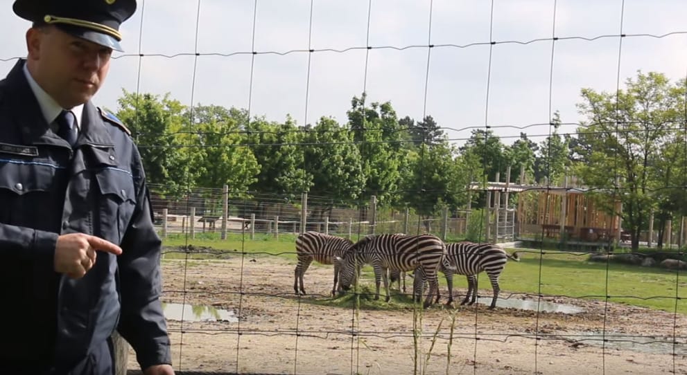 A rendőrség legfrissebb videóművészeti alkotása a „Brit tudósok és a zebra” 