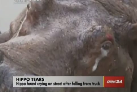 Videó: Balesete után sírt, most pedig már halott a tévésztár víziló