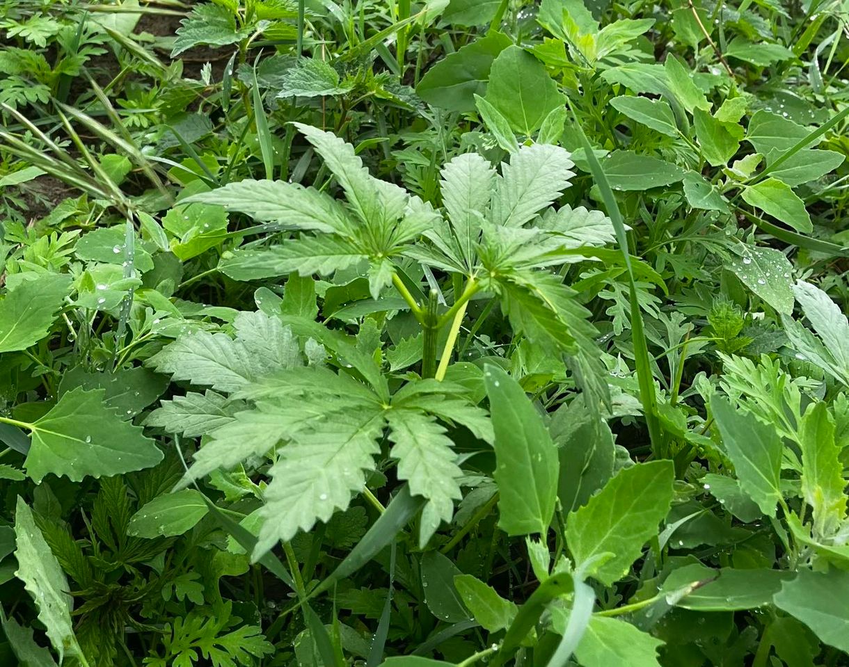 Hadházy Ákos most azt állítja, cannabis nő a nyírmártonfalvai lombkoronasétány körül