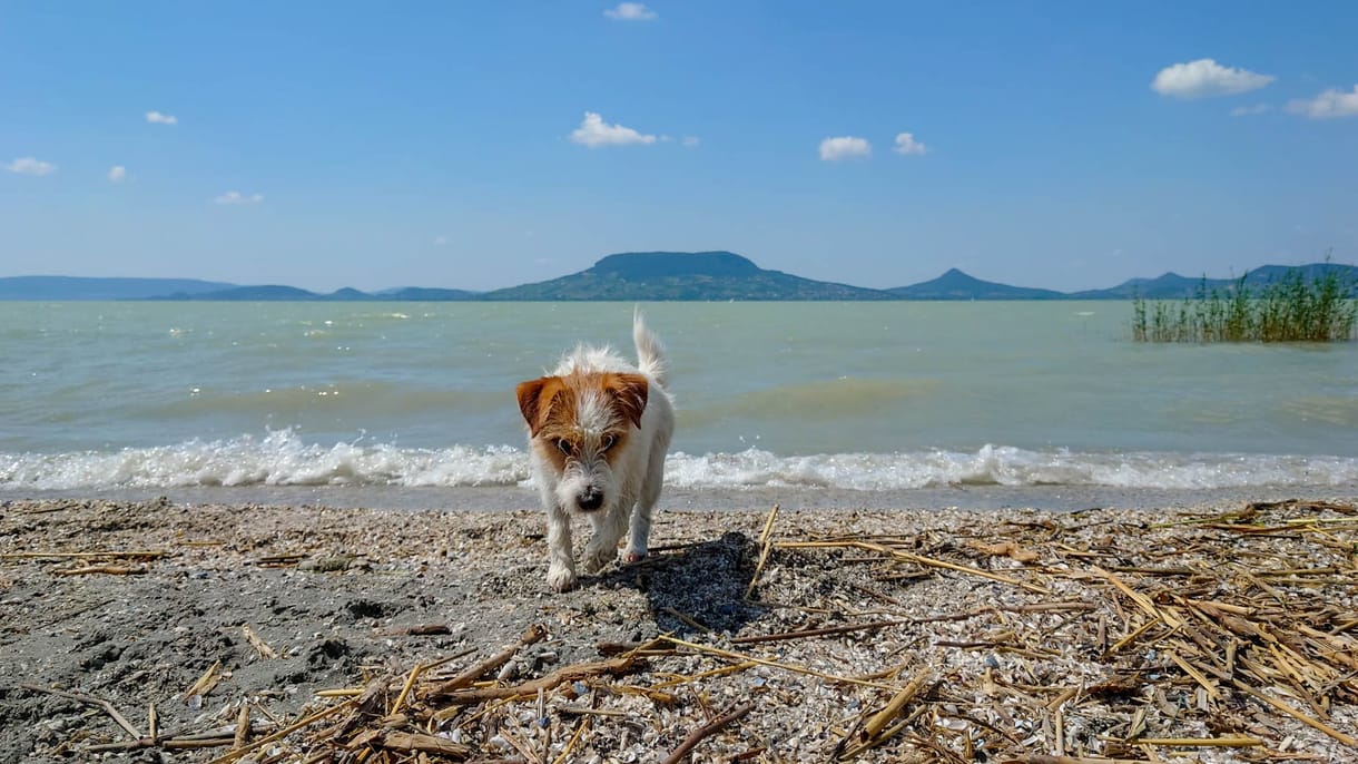 Itt van az ország összes kutyás strandja egyetlen térképen