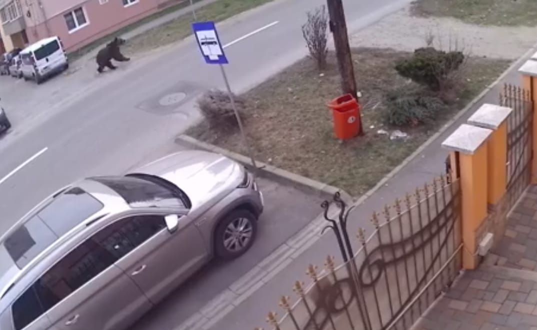 Medve szaladgált Segesvár utcáin – videó
