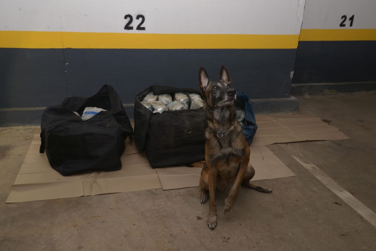 Tico kutya segítségével találtak 62 kiló drogot Szegeden