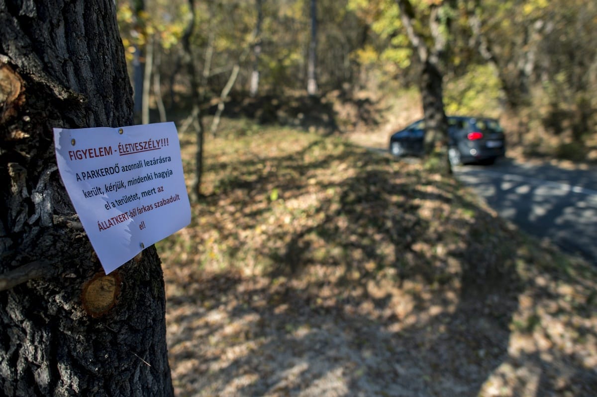 Távozhat posztjáról az elszökött farkast kilövő pécsi állatkert-igazgató