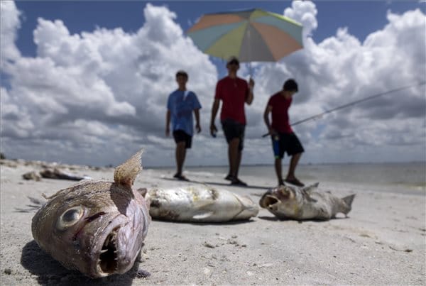 Nagyon csúnya látványt nyújtanak most Florida partjai