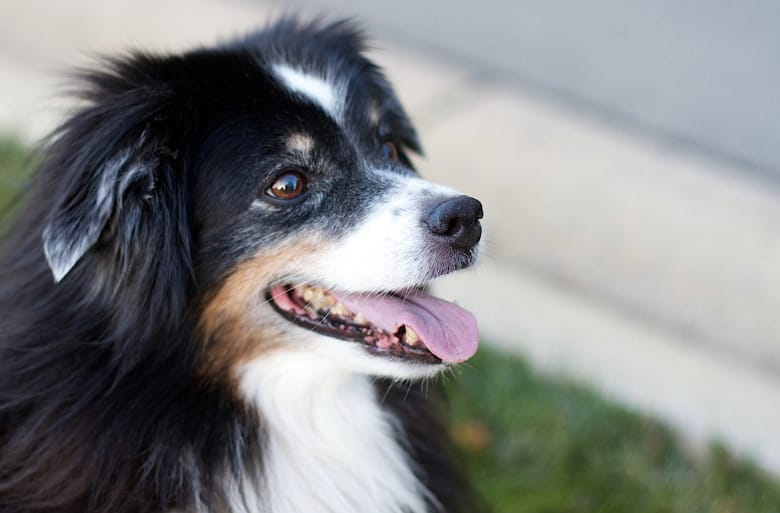 Elképesztő teljesítmény: egyes kutyák akár több mint 100 játék nevét is meg tudják jegyezni, a border collie-k mellett más fajták is kiemelkedően teljesítenek