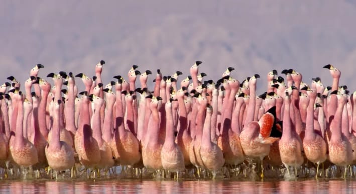 David Attenborough új természetfilmje gyönyörűbb, mint valaha – videó