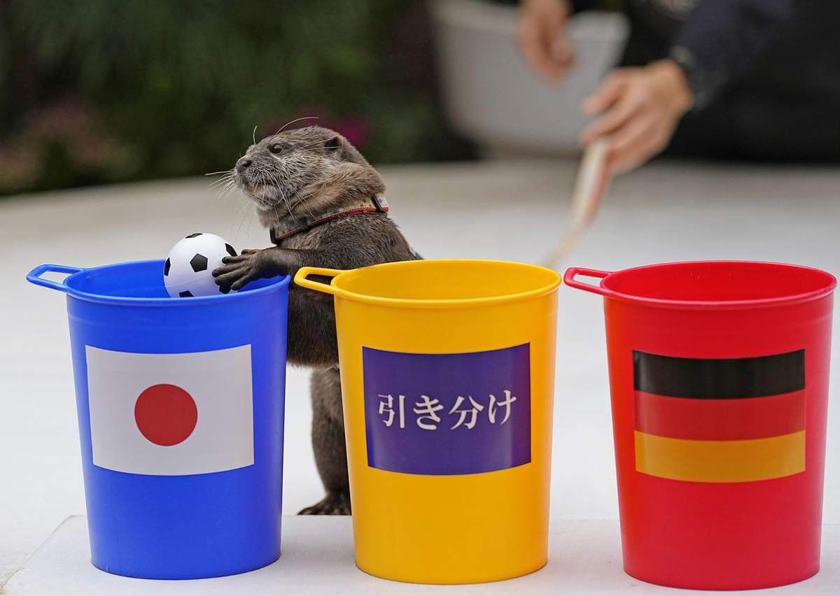 Vidra jósolta meg a japán fociválogatott meglepetésgyőzelmét – videó