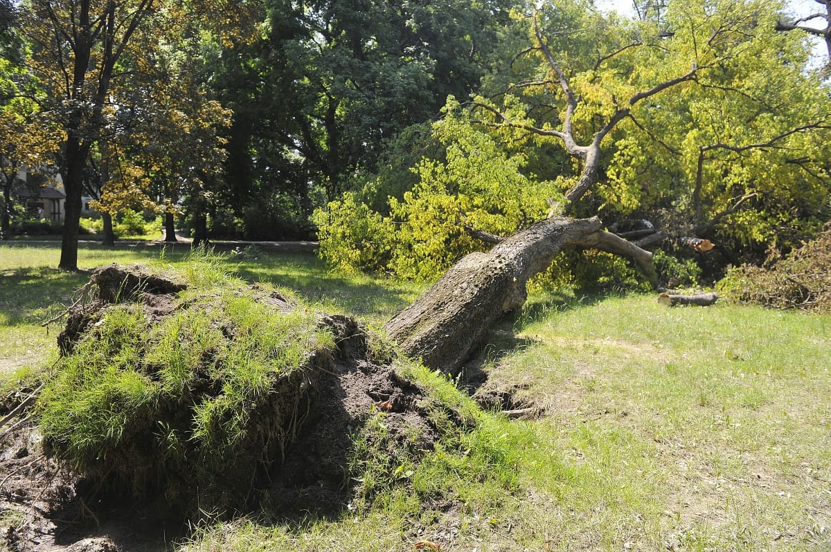 Tízmilliós kár keletkezett a Margitszigeten