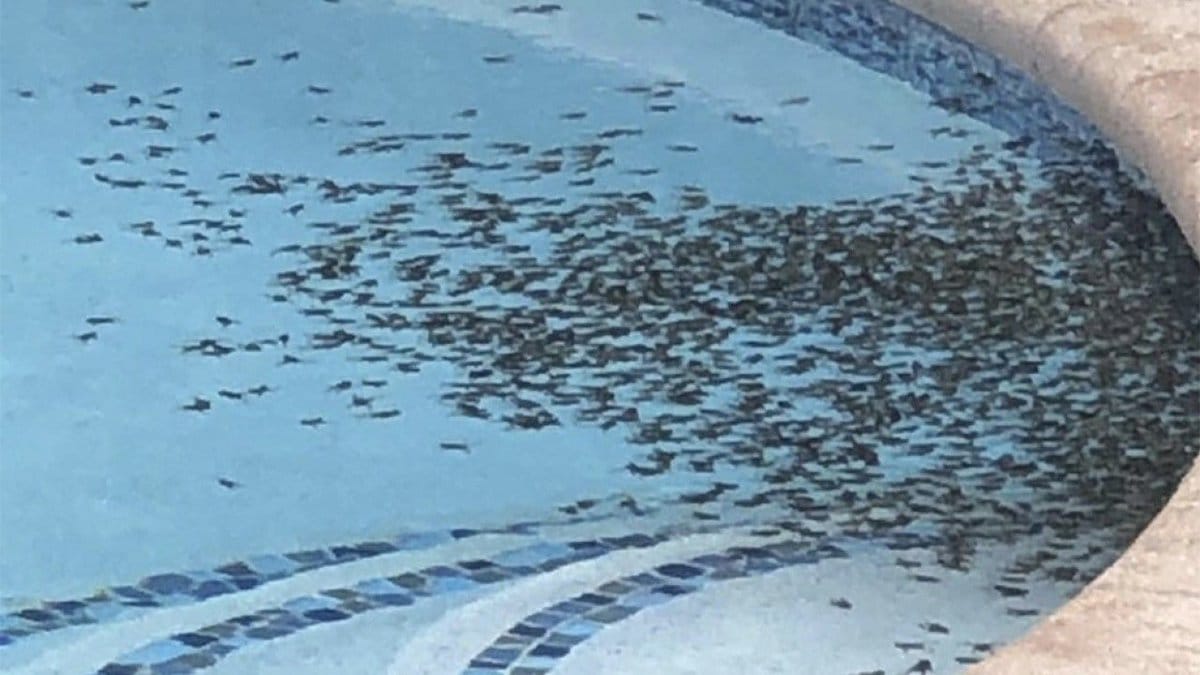 Békainvázió miatt rettegnek Floridában