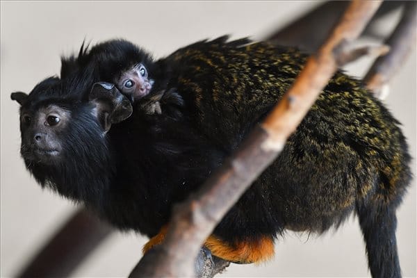 Aranykezű, dél-amerikai apróságok születtek a debreceni állatkertben