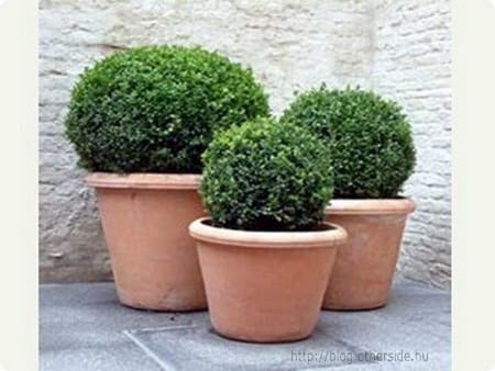 Szép kert egyszerűen - Buxus teraszokra és erkélyekre 