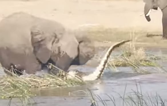 Rátaposott az elefánt, esélye sem volt a krokodilnak – videó