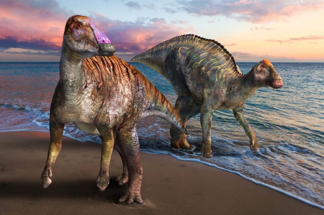 Eddig ismeretlen kacsacsőrű dinoszaurusz maradványait azonosították Japánban