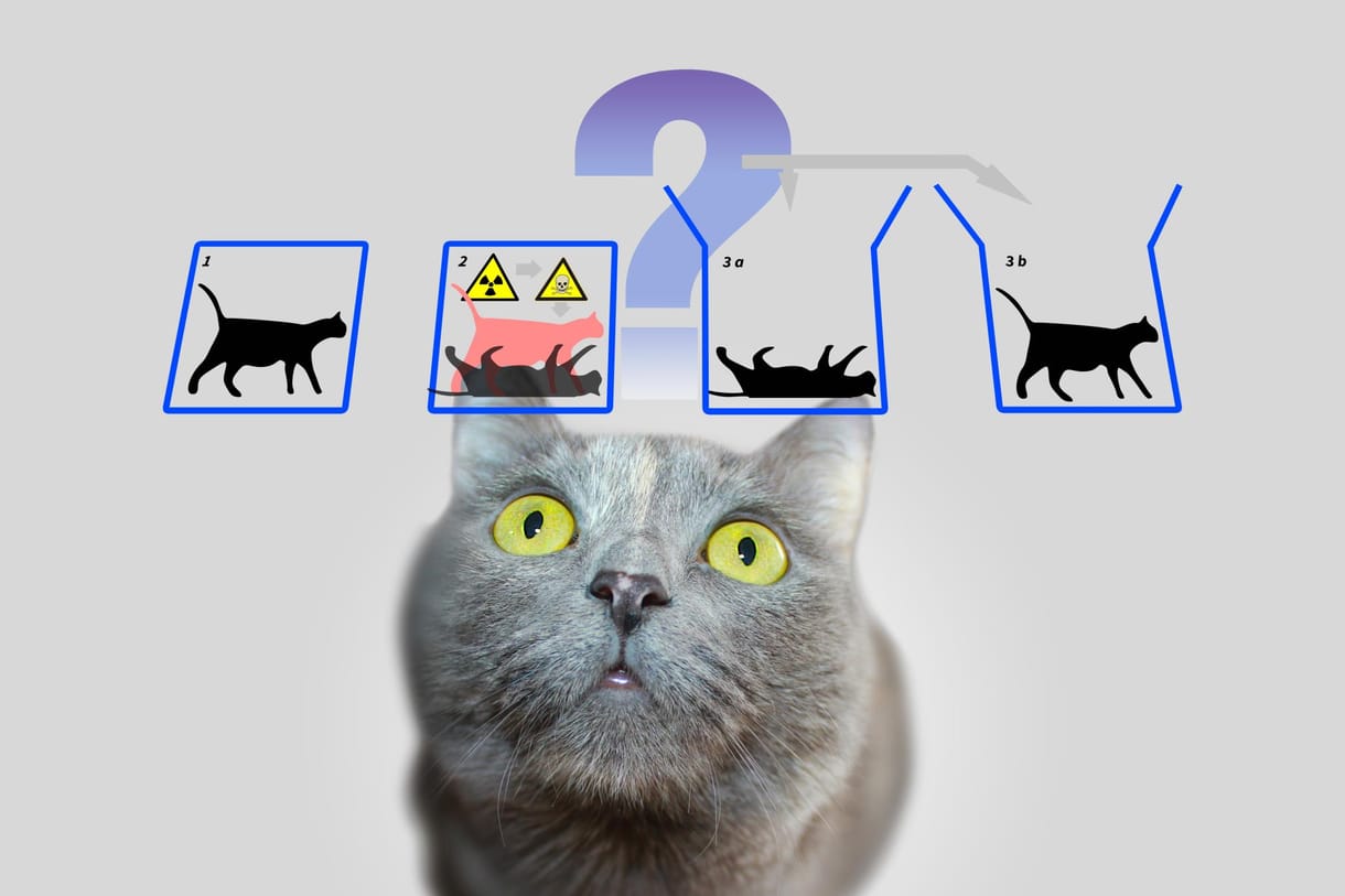 Új kísérlettel próbálkoztak svájci tudósok, „nagyobb lett” Schrödinger macskája