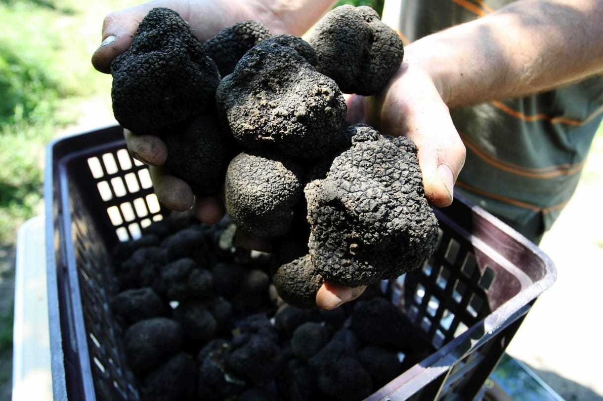Nyugatra exportálják a magyar szarvasgombát