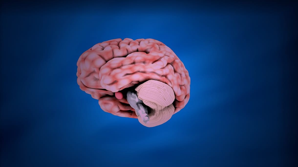 Van egy rejtett része az agynak, amit csak most fedeztek fel, a Parkinson-kór kezelésében is segíthet