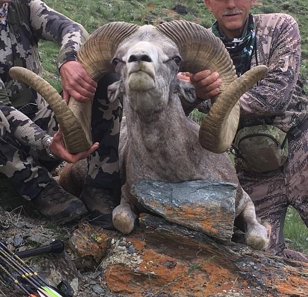 Most egy hatalmas argali juhot ölt meg a Cecil oroszlánt lelövő fogorvos