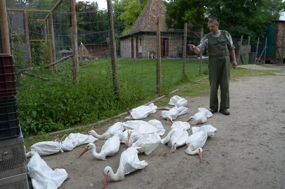 Fotók: bezsákolták a margitszigeti pávákat az árvíz miatt