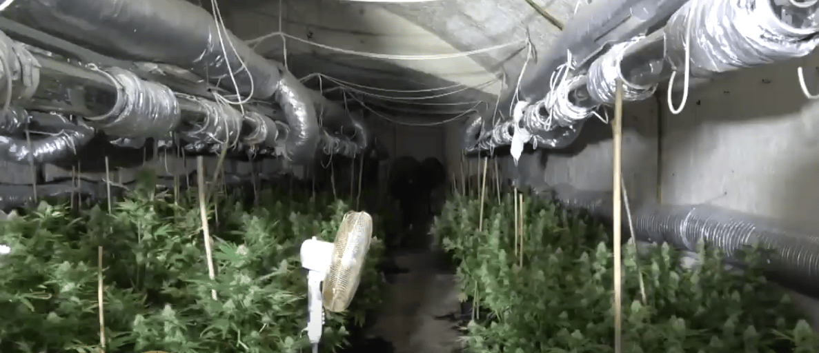 Gombapincében termesztett kannabiszt