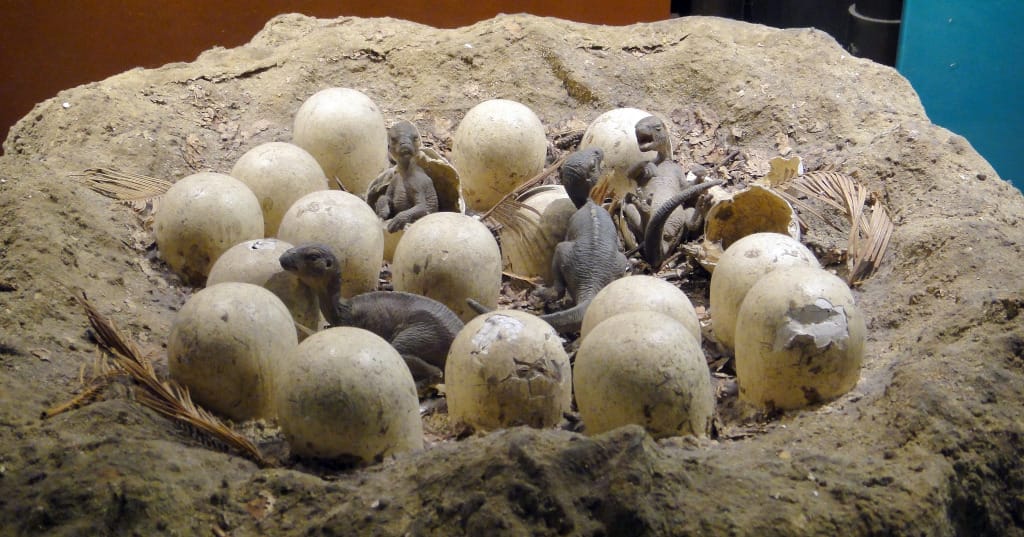 1000 kilométeren elterülő dinoszaurusz-keltetőhelyeket találtak Indiában, több meglepetéssel is szolgáltak a leletek
