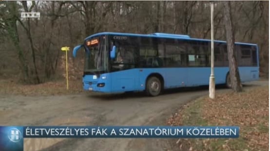Életveszélyes fákra panaszkodnak a régi tüdőszanatórium közelében élők Pécsen