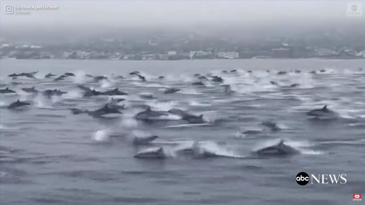 Hadseregnyi delfin tűnt fel Kaliforniánál, mintha menekülnének valami elől – videó