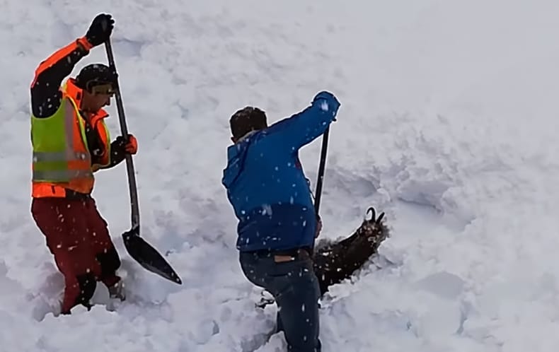 Betemetett zergét ástak ki a hóból osztrák vasutasok – videó