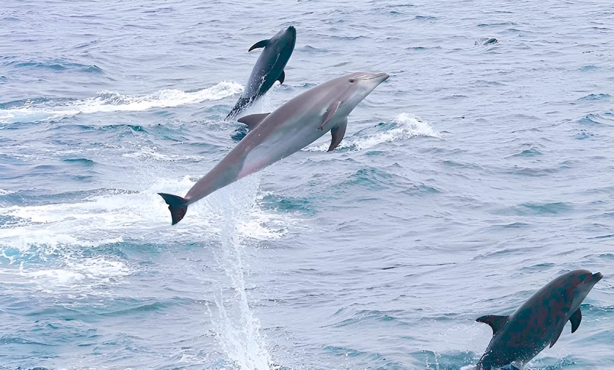 A delfinek is játszanak szerepjátékokat