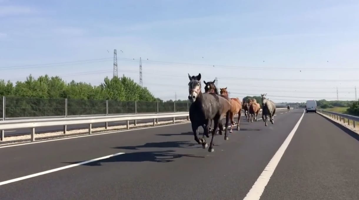 Szerencsés véget ért a lovas dráma az M6-oson