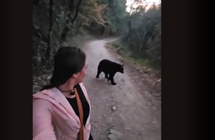„Itt vagyok ezzel a medvével” – egy nő videóra vette az életveszélyes találkozást