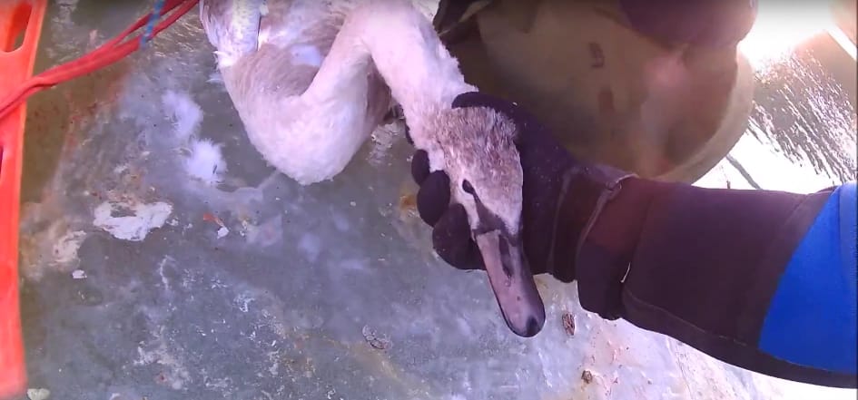 Speciális mentők szabadították ki a Tisza jegébe fagyott hattyút - videó