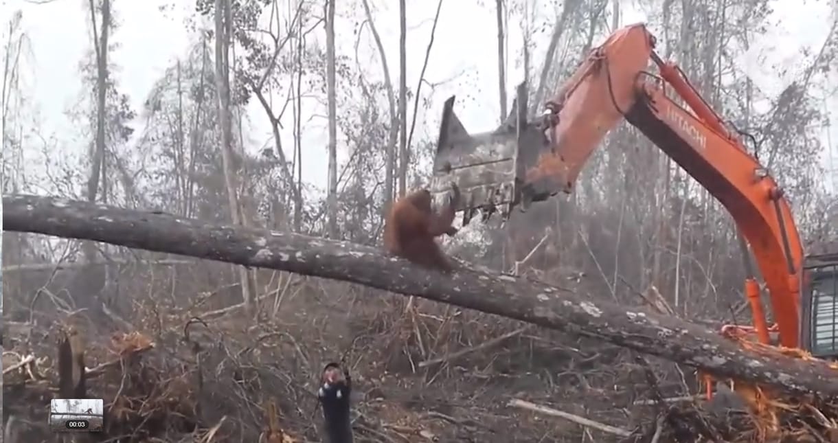 Igazi 22-es csapdája a pálmaolaj bojkottja, orangutánt biztos nem ment vele